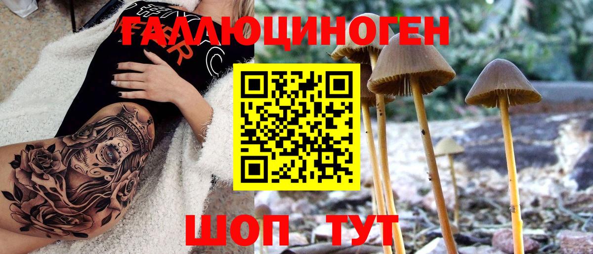 Псилоцибиновые грибы мицелий Георгиевск